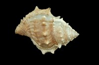 藏品(赤蛙螺)的圖片